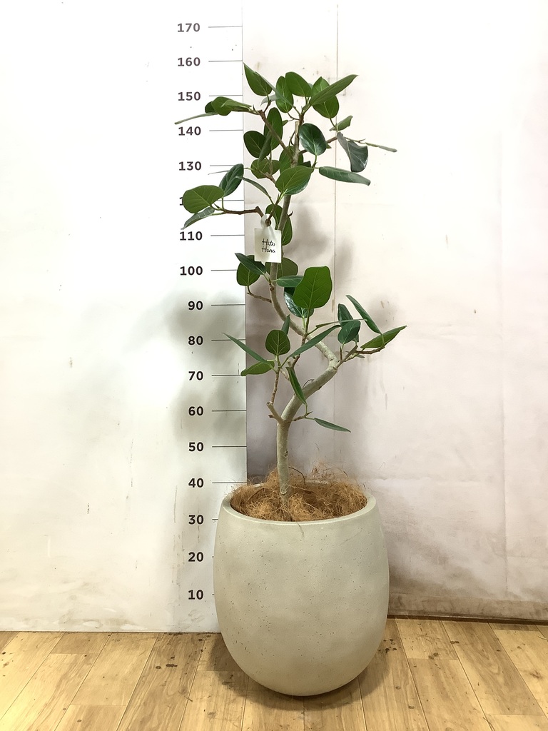 フィカス ベンガレンシス 曲がり | 観葉植物の通販ならHitoHana