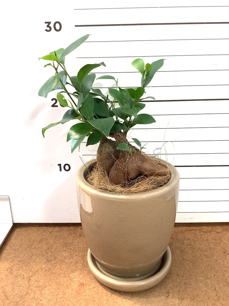 パンダ ガジュマル | 観葉植物通販HitoHana(ひとはな)