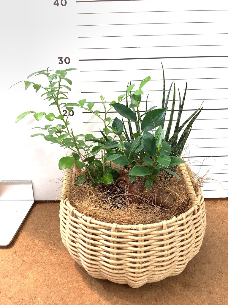 パンダ ガジュマル | 観葉植物通販HitoHana(ひとはな)