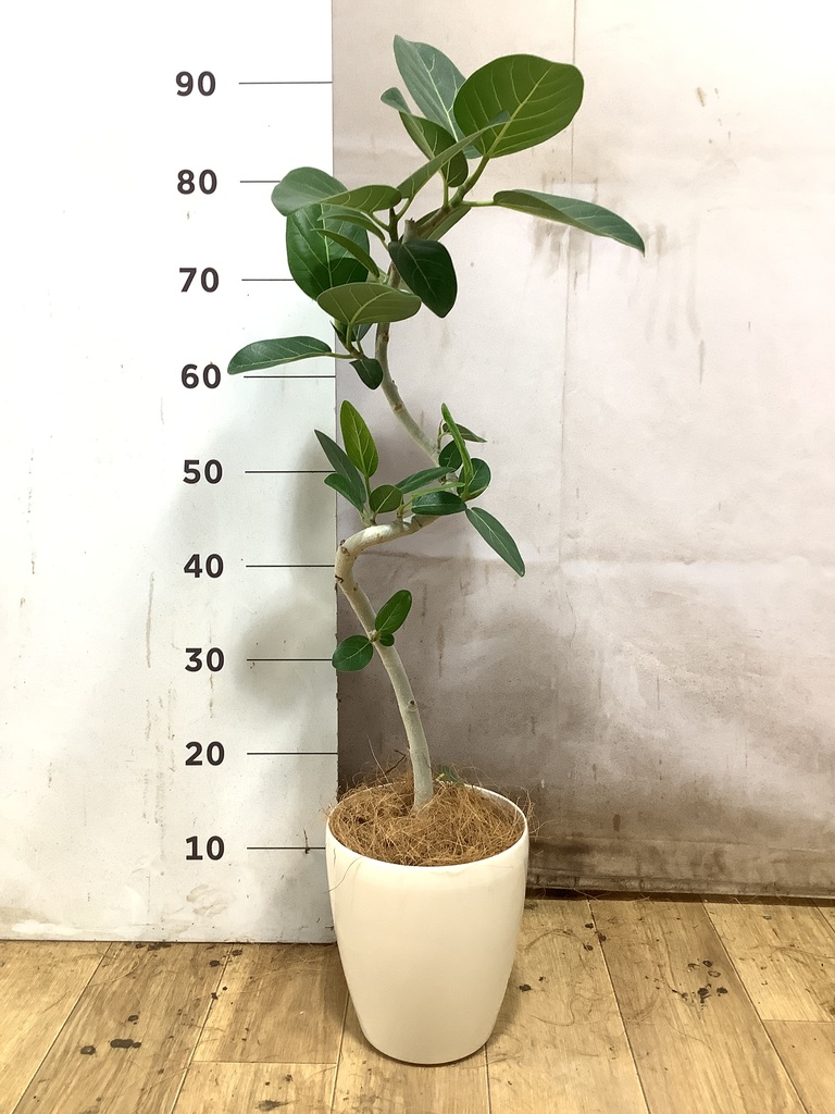 フィカス ベンガレンシス 曲がり | 観葉植物の通販ならHitoHana
