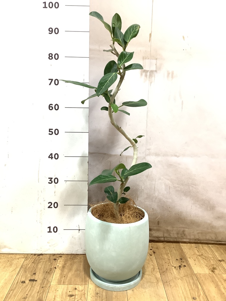 フィカス ベンガレンシス 5号 | 観葉植物通販 HitoHana（ひとはな）