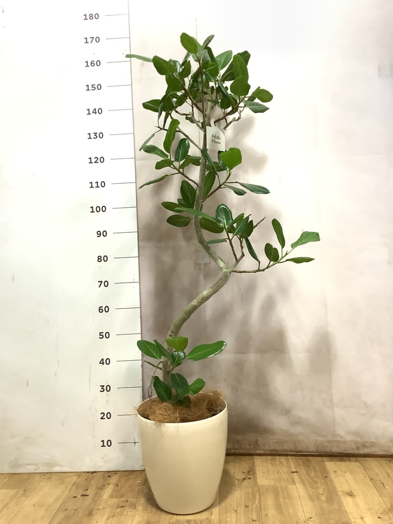 フィカス ベンガレンシス 曲がり | 観葉植物の通販ならHitoHana