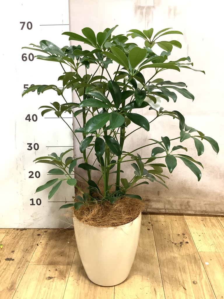 シェフレラ（カポック） 5号 | 観葉植物の通販ならHitoHana（ひとはな）