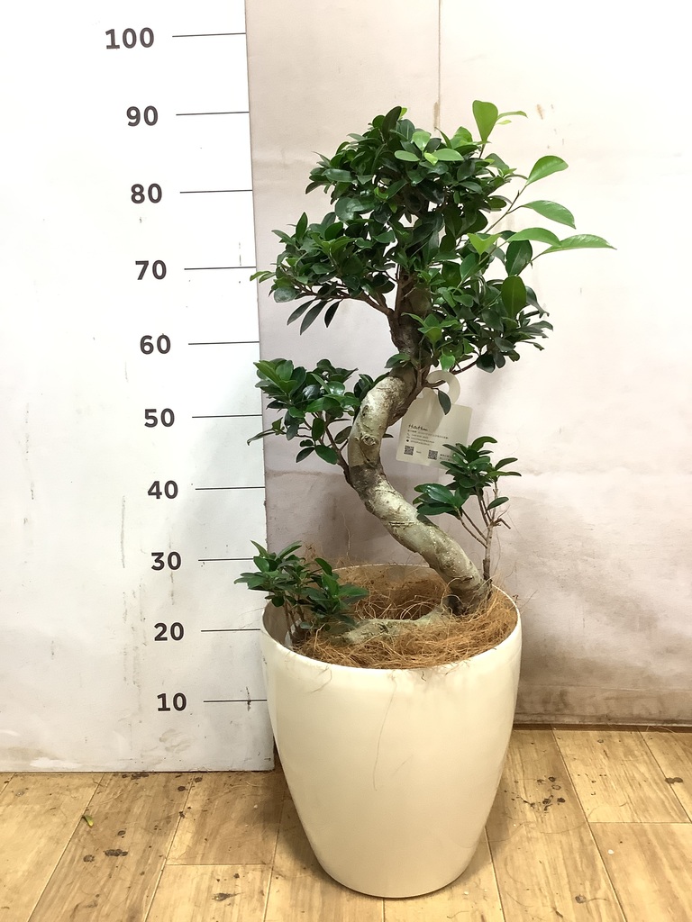 パンダ ガジュマル | 観葉植物通販HitoHana(ひとはな)