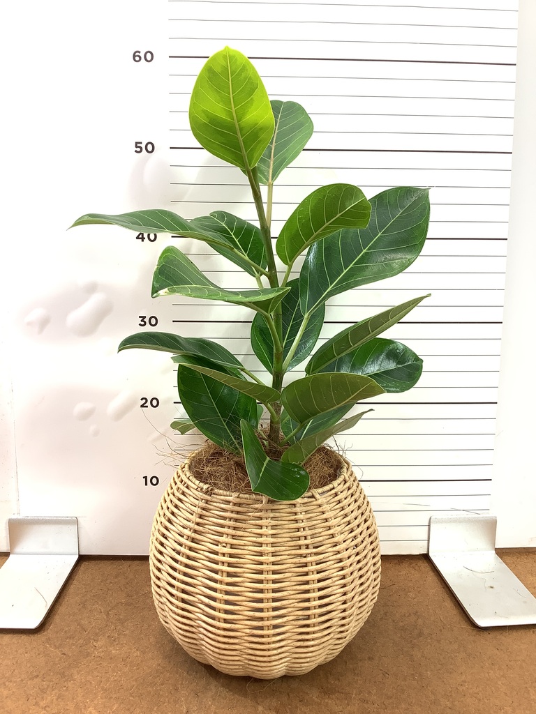 フィカス アルテシーマ | 観葉植物通販 HitoHana