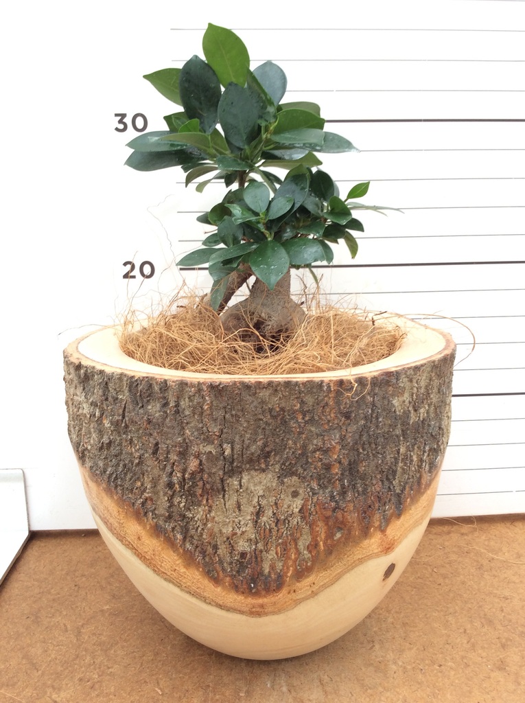 パンダ ガジュマル | 観葉植物通販HitoHana(ひとはな)