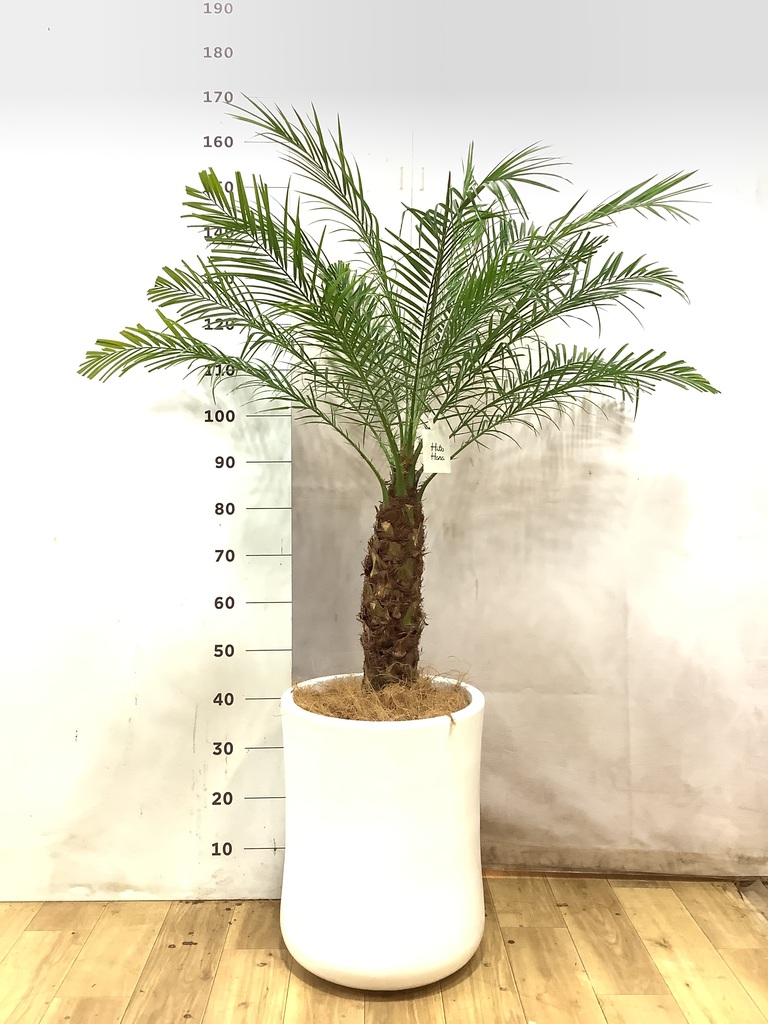 フェニックスロベレニー | 観葉植物の通販ならHitoHana（ひとはな）