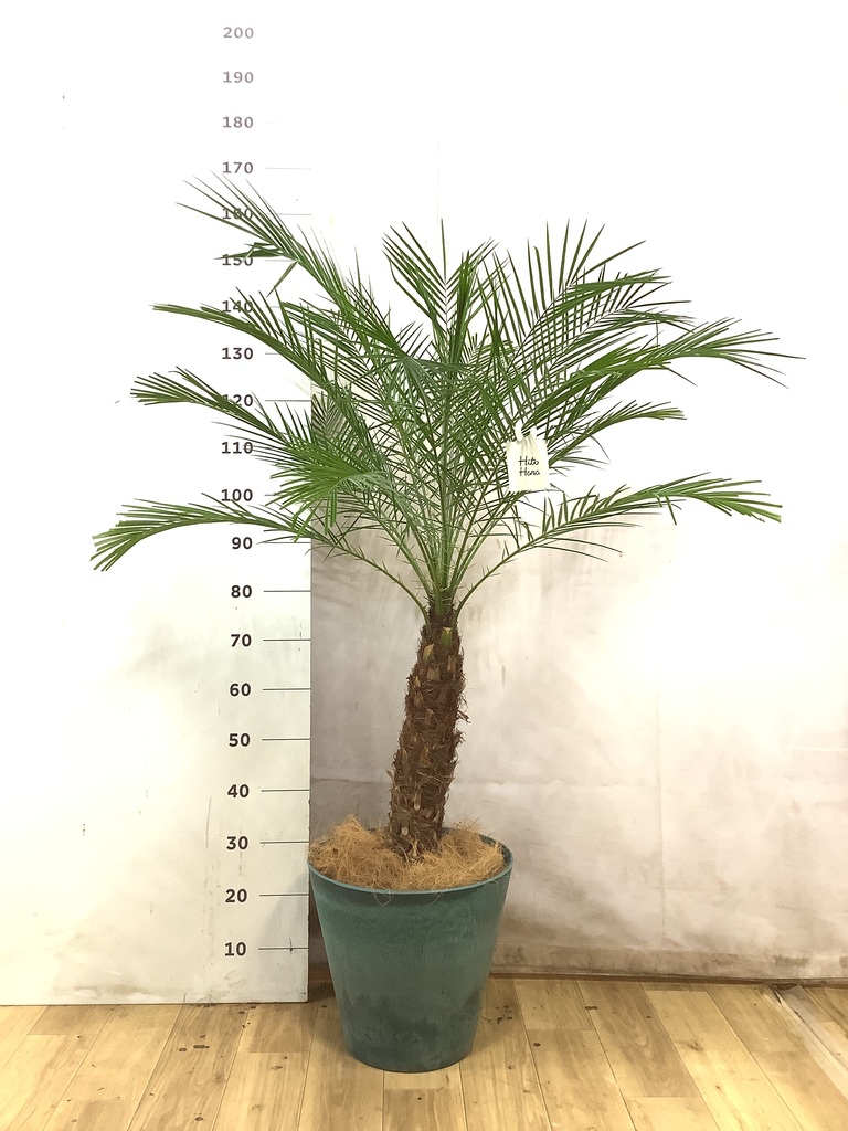 フェニックスロベレニー | 観葉植物の通販ならHitoHana（ひとはな）