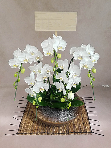 5本立ちの胡蝶蘭の通販 | HitoHana（ひとはな）