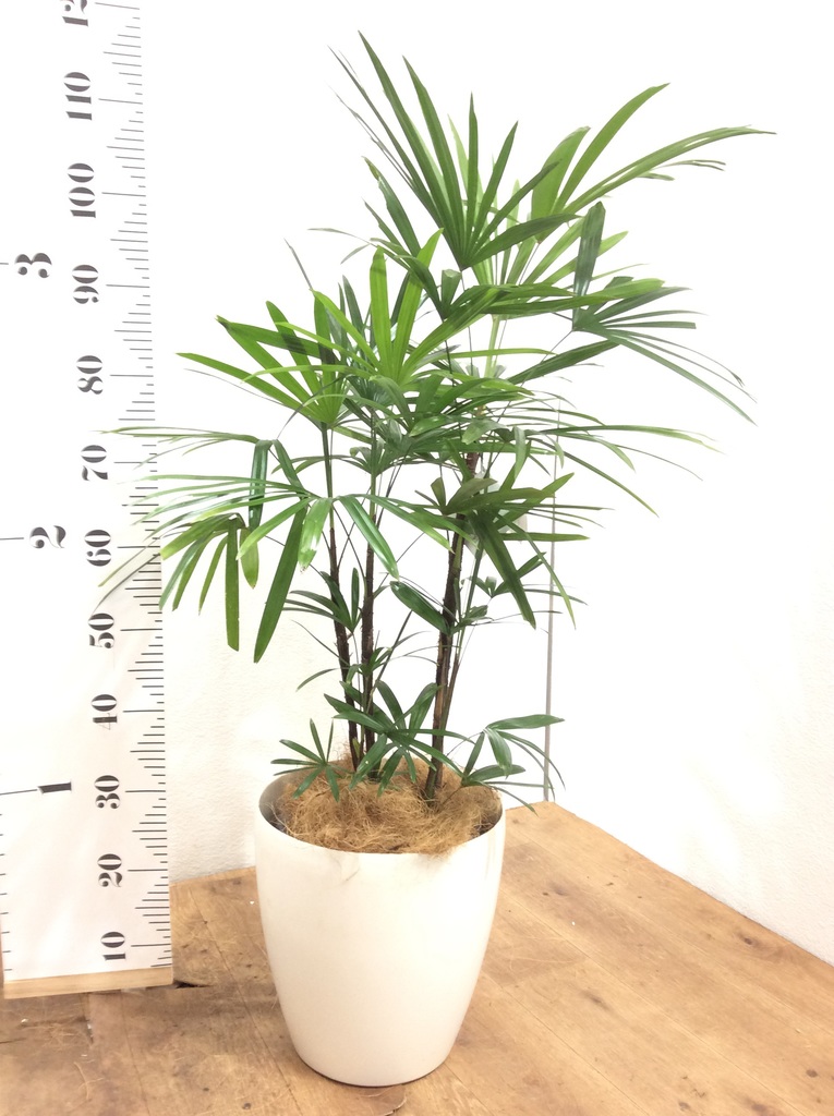 観葉植物 シュロチク（棕櫚竹） 8号 リブバスケットNatural 付き