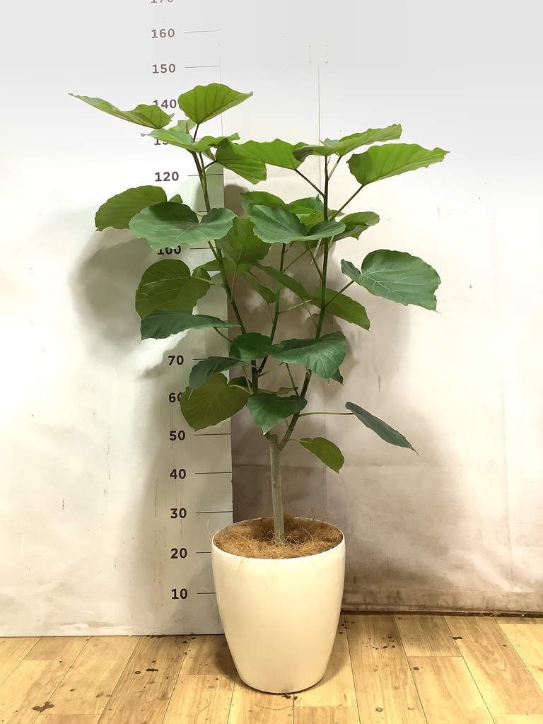 フィカス ウンベラータ 5号 | 観葉植物通販 HitoHana（ひとはな）