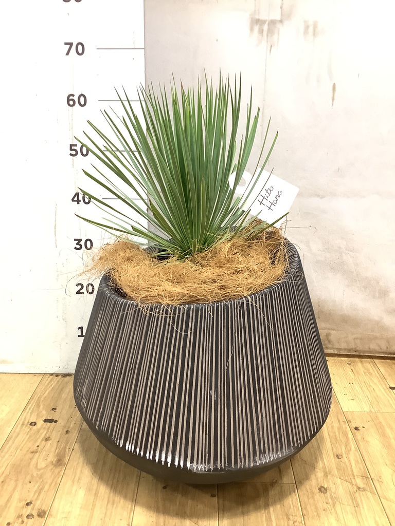 観葉植物 ユッカ 8号 ロストラータ プラスチック鉢 | 観葉植物なら