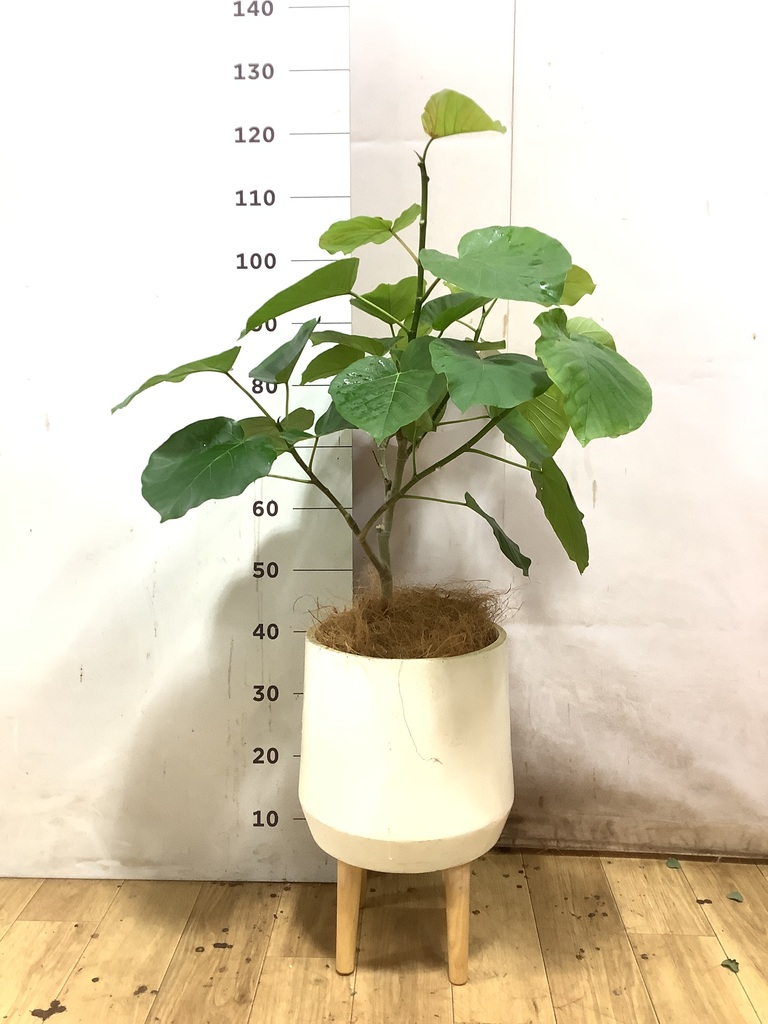 フィカス ウンベラータ 5号 | 観葉植物通販 HitoHana（ひとはな）
