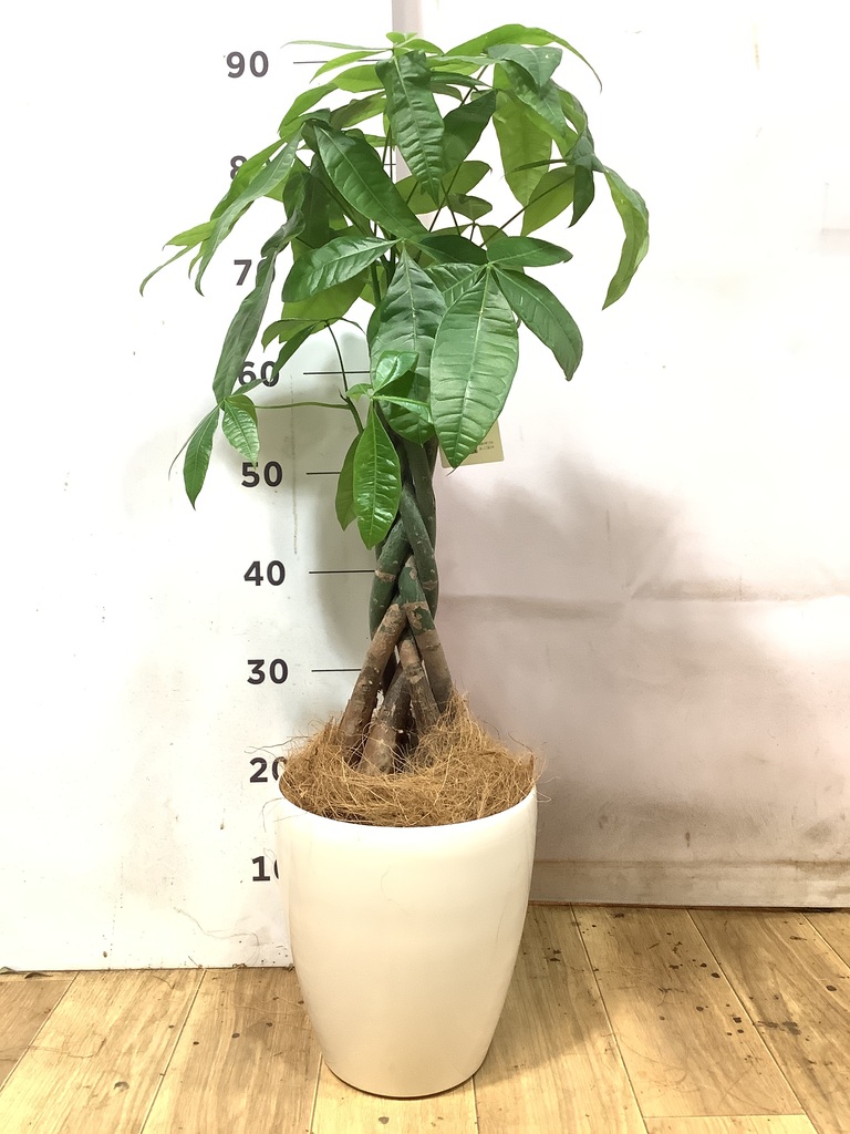 パキラ 6号 | 観葉植物 | 送料無料でお届け - Hitohana（ひとはな）