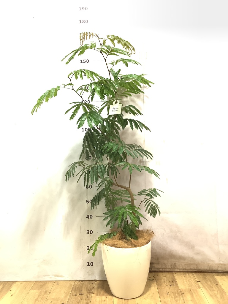 エバーフレッシュ 8号 | 観葉植物 | インテリアやギフトに - Hitohana