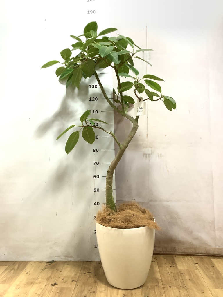 フィカス アルテシーマ 1点もの（現品・現物） | 観葉植物 - HitoHana
