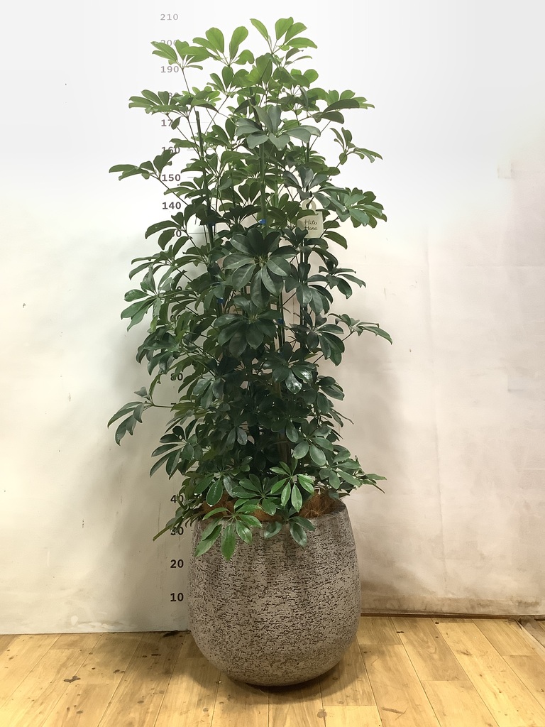 観葉植物 シェフレラ【165cm】 10号 プラスチック鉢 #70765 ※1都3県
