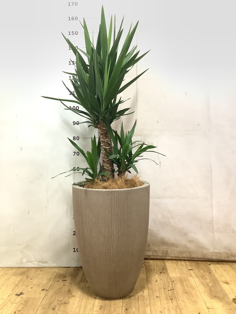 ユッカ 1点もの（現品・現物） | 観葉植物 | インテリアやギフトに