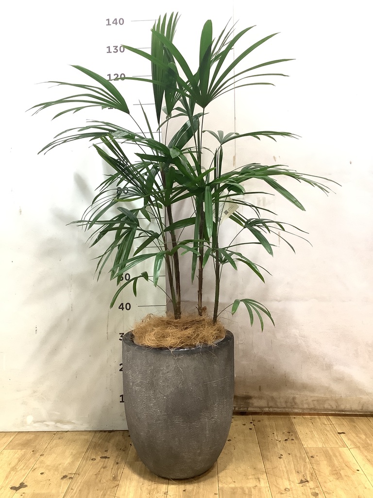 観葉植物 シュロチク（棕櫚竹） 8号 テラアストラ カペラキュビ 赤茶色