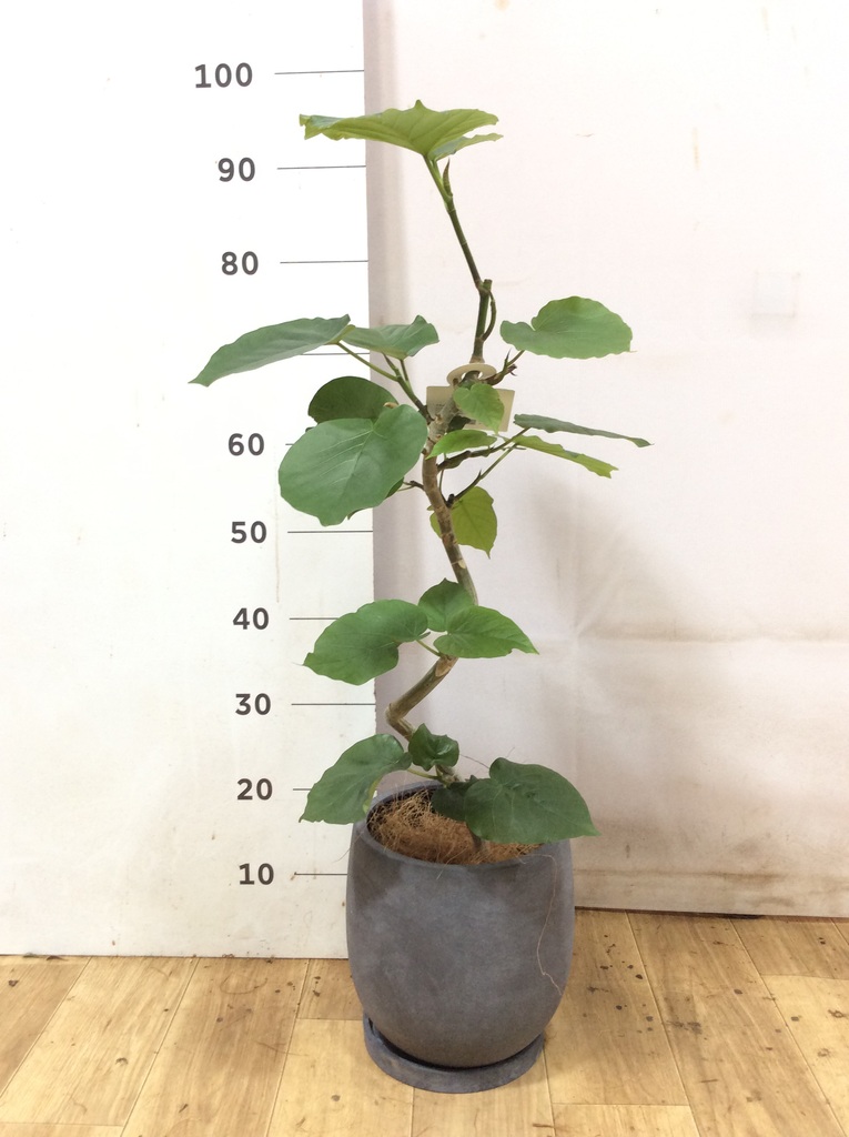 フィカス ウンベラータ 5号 | 観葉植物通販 HitoHana（ひとはな）