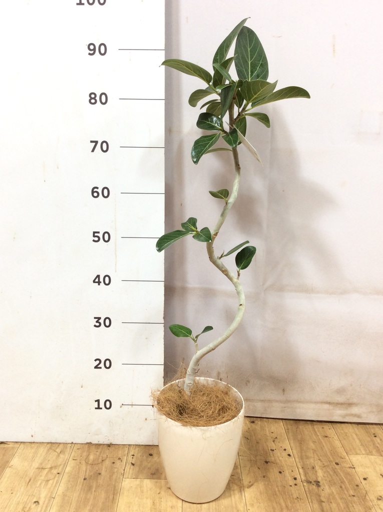 フィカス・ベンガレンシス 観葉植物 フィカス ベンガレンシス 5号 | 観葉植物通販 HitoHana（ひとはな）