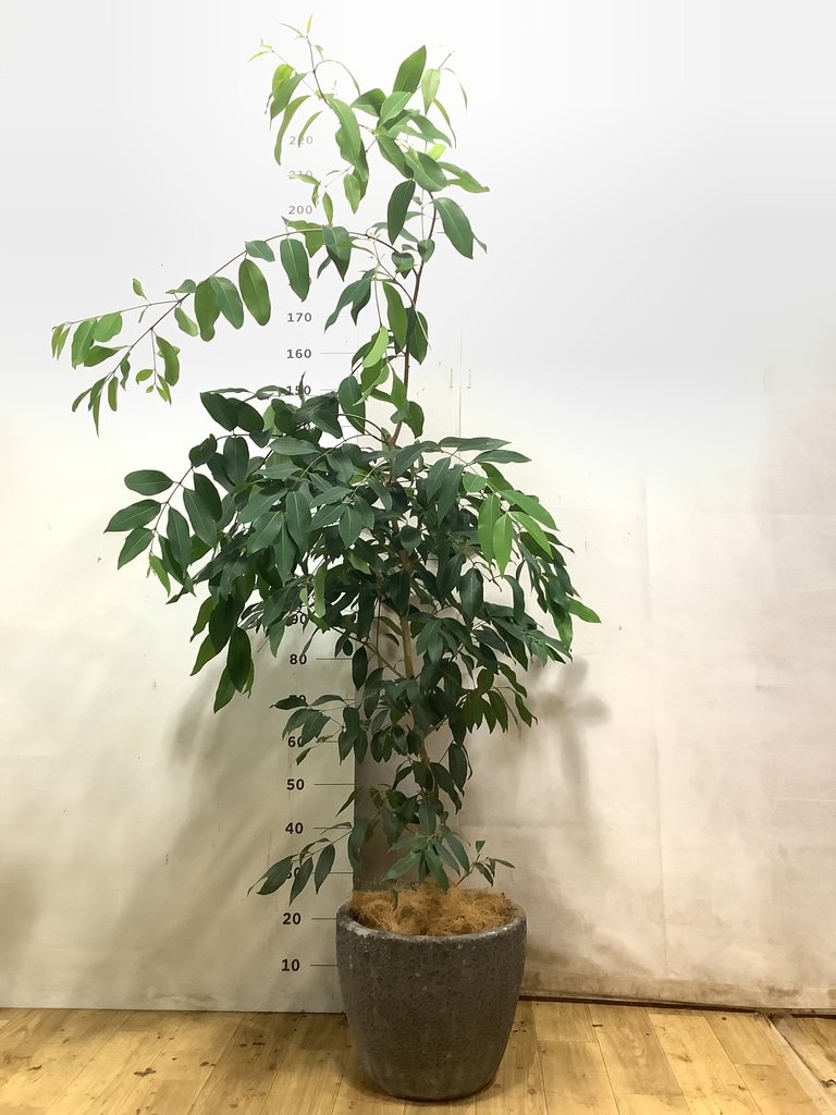 観葉植物 アマゾンオリーブ (ムラサキフトモモ) 8号 ポリゴヘクサ 白