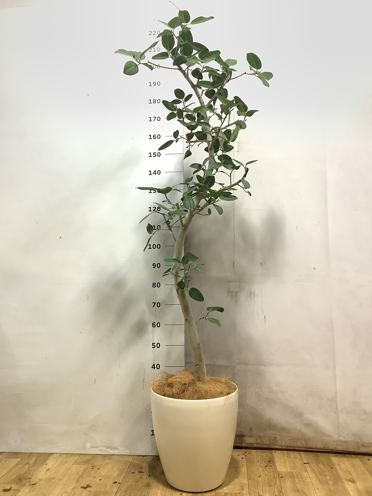 フィカス ベンガレンシス 1点もの（現品・現物） | 観葉植物 | 送料