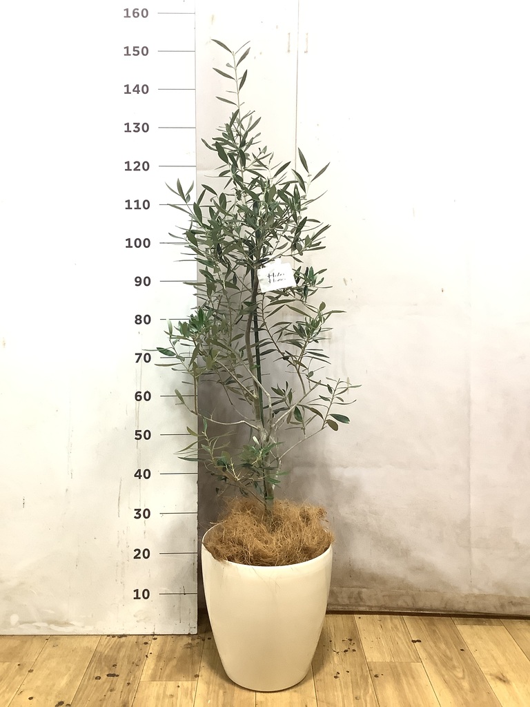 オリーブの木 チプレッシーノ | 観葉植物 | 送料無料でお届け