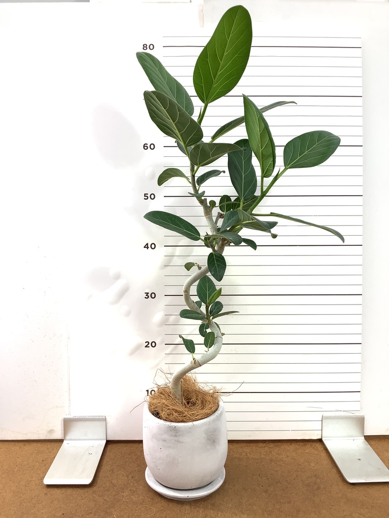 フィカス ベンガレンシス 147cm8号 Spiral tree form フィカス