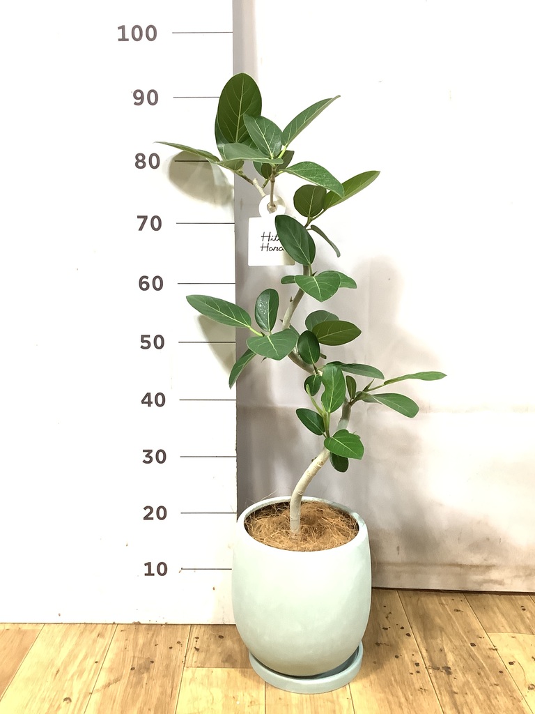 フィカス ベンガレンシス 1点もの（現品・現物） | 観葉植物 | 送料