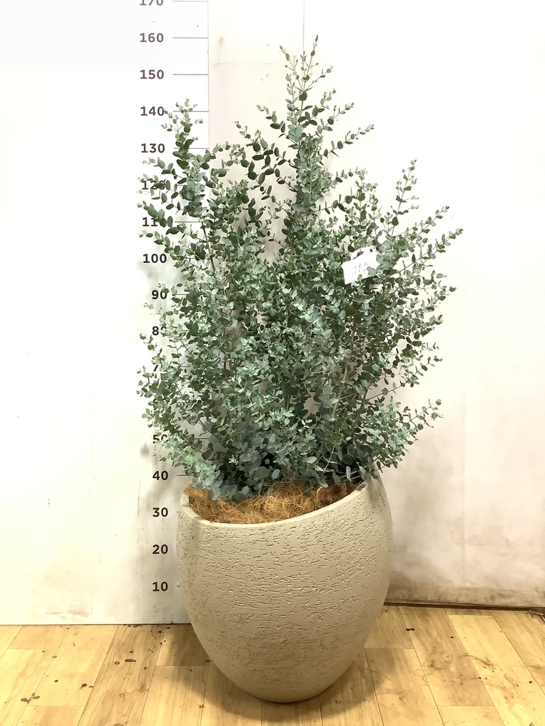 ネイティブプランツ | 通販専門店 HitoHana（ひとはな）