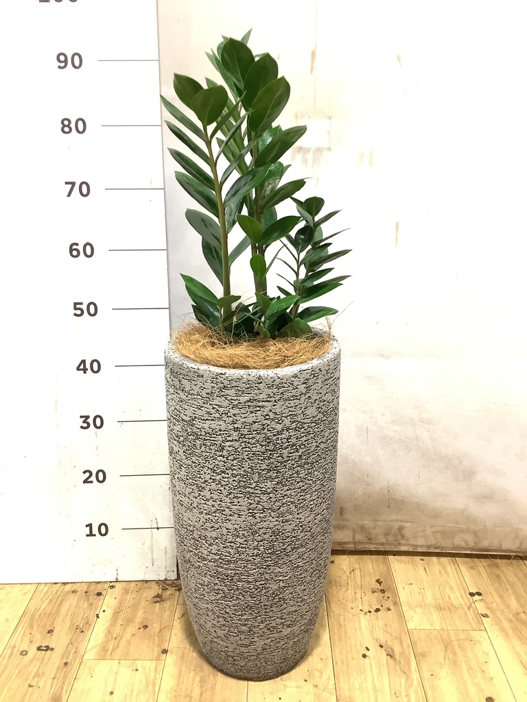ザミオクルカス | 観葉植物の通販ならHitoHana（ひとはな）