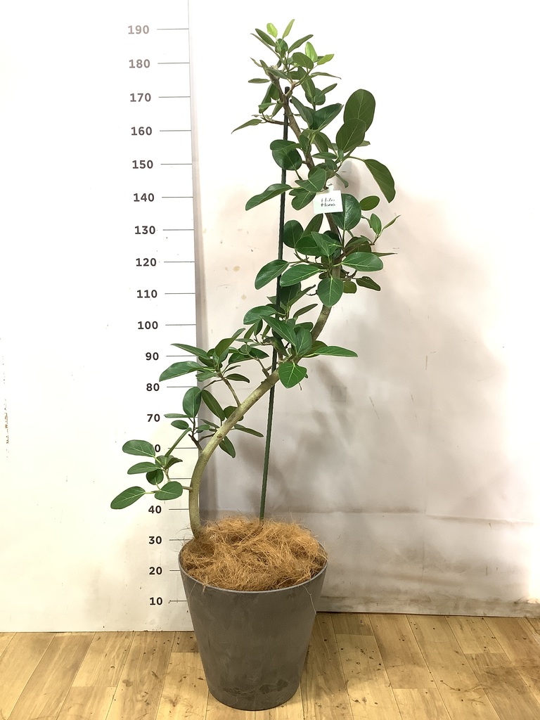 ［現品］☆極太☆ 15番　フィカス　ベンガレンシス　10号　観葉植物　室内　大型 現品］☆極太☆ 15番 フィカス ベンガレンシス 10号 観葉植物 室内