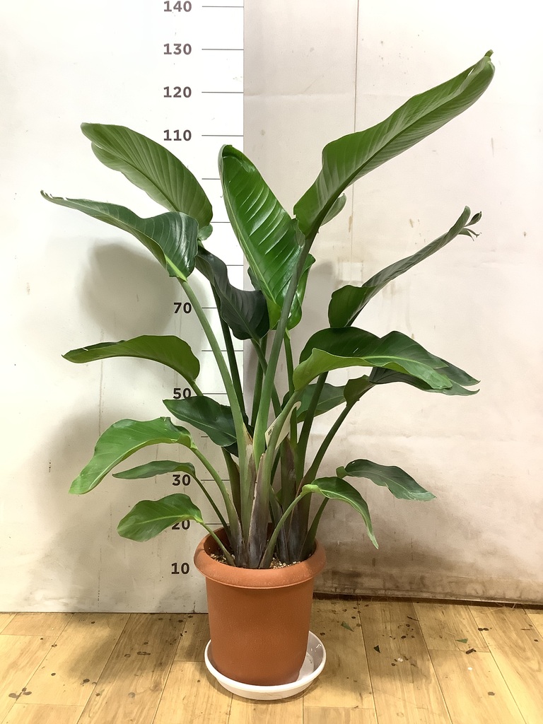 オーガスタ 8号 | 観葉植物の通販ならHitoHana