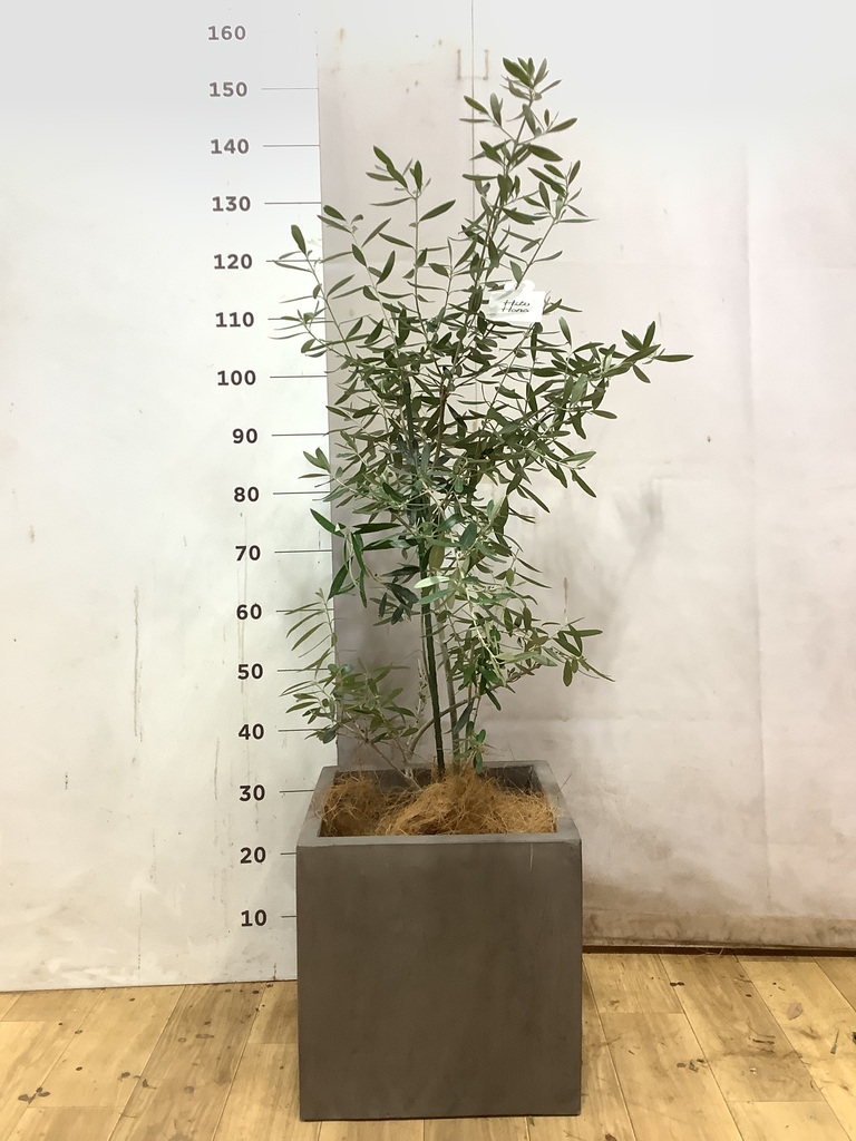 オリーブの木 8号 | 観葉植物 | 送料無料でお届け - Hitohana（ひとはな）