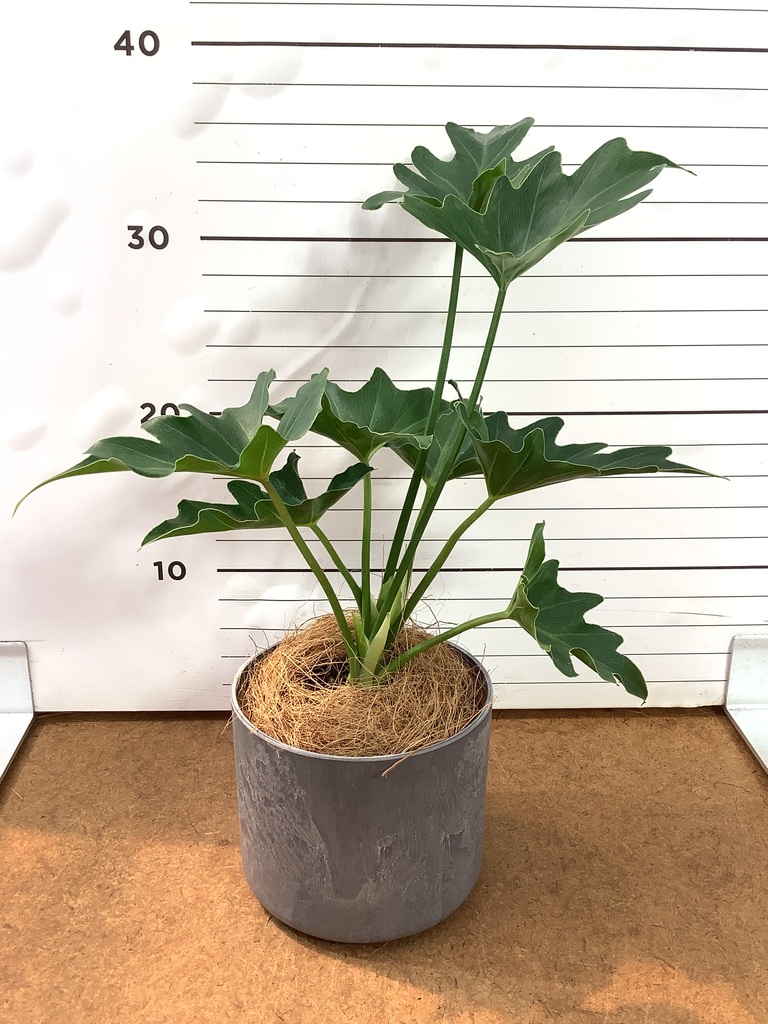 現品 フィロデンドロン ピナティフィダム 12番 観葉植物 インテリア