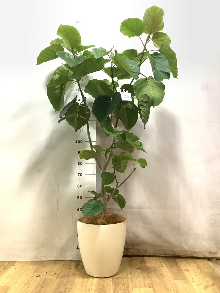 ウンベラータ 10号 | 観葉植物の通販ならHitoHana（ひとはな）