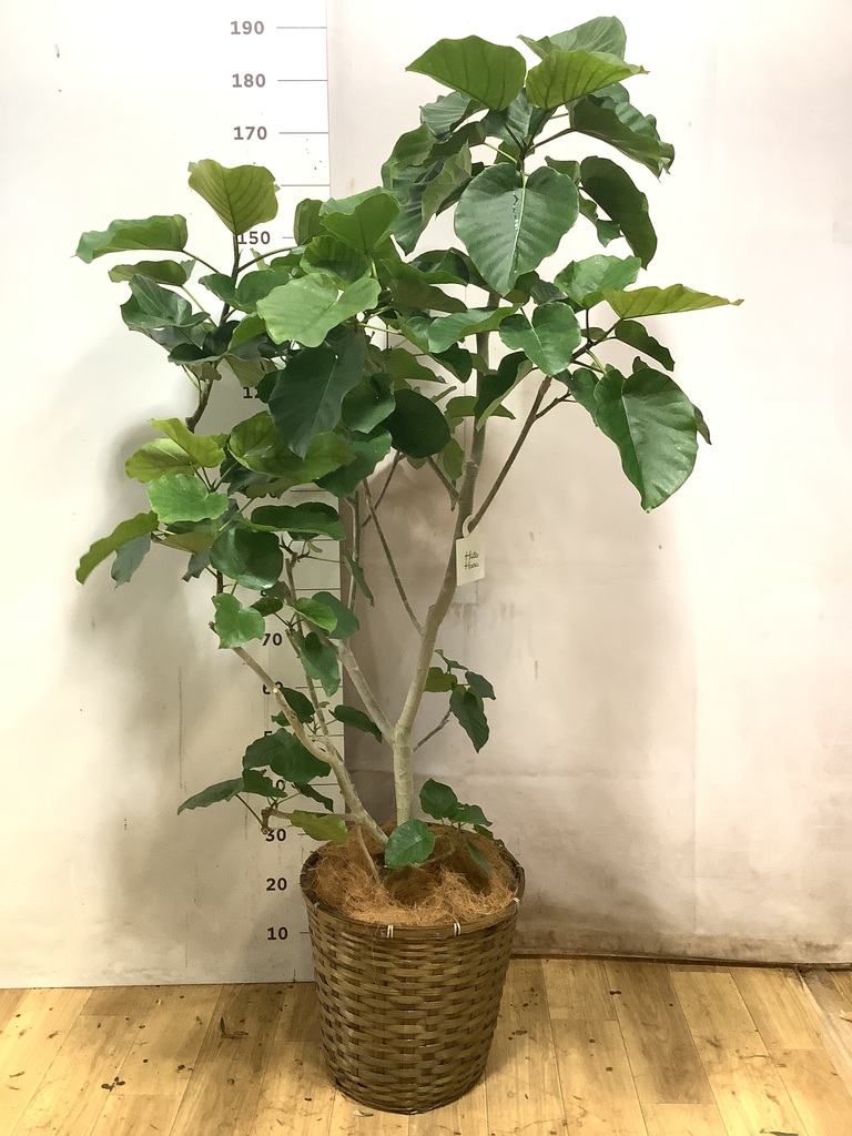 ウンベラータ 10号 | 観葉植物の通販ならHitoHana（ひとはな）