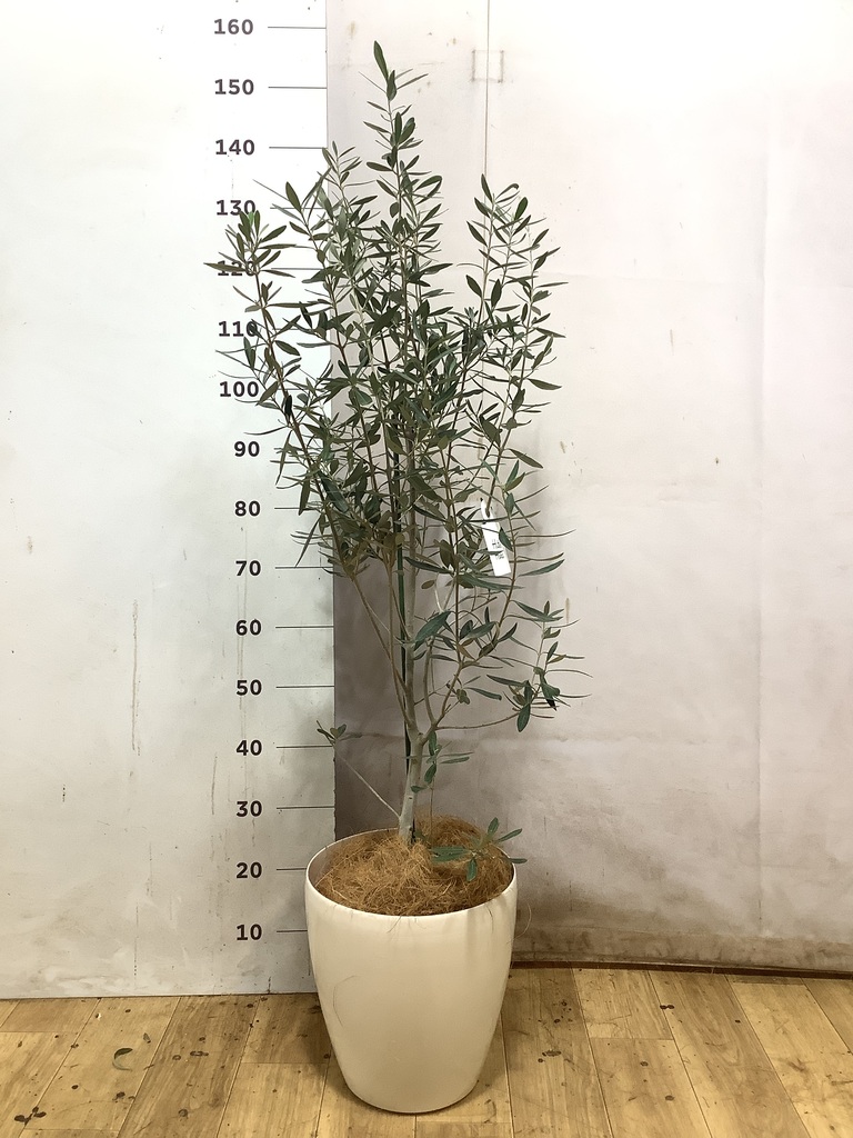 オリーブの木 8号 | 観葉植物 | 送料無料でお届け - Hitohana（ひとはな）