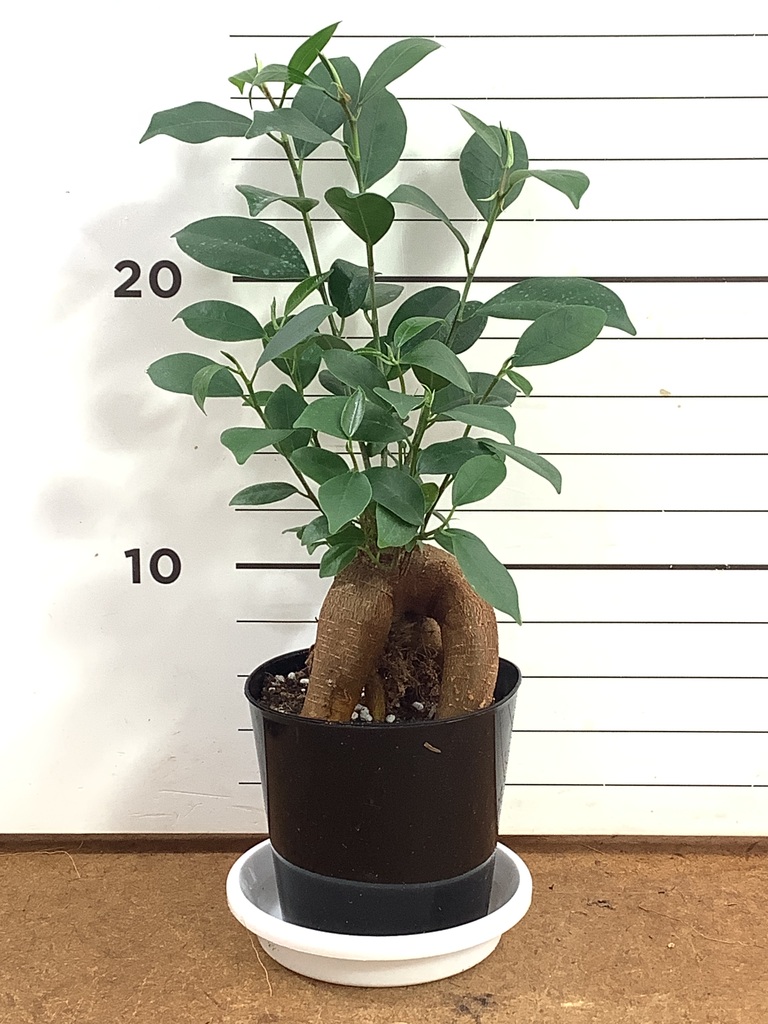 ガジュマル 1点もの（現品・現物） | 観葉植物通販HitoHana(ひとはな)