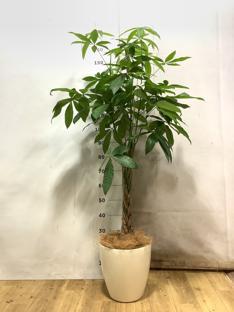 パキラ | 観葉植物の通販ならHitoHana（ひとはな）