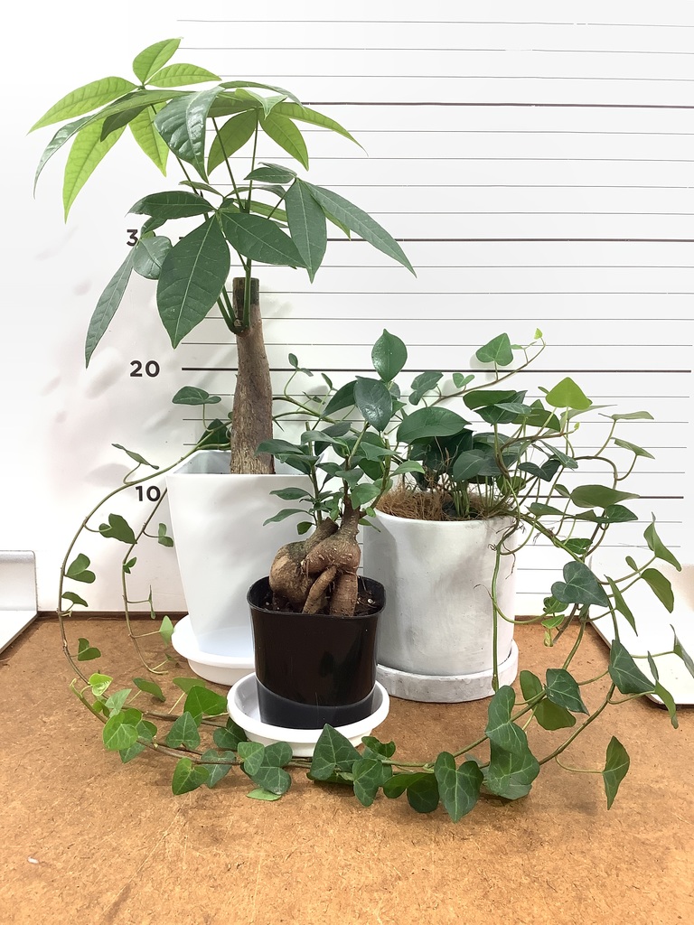 パキラ | 観葉植物の通販ならHitoHana（ひとはな）