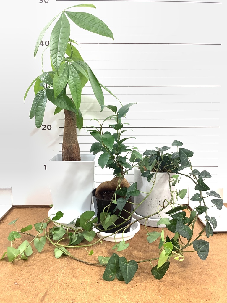 ガジュマル 1点もの（現品・現物） | 観葉植物通販HitoHana(ひとはな)