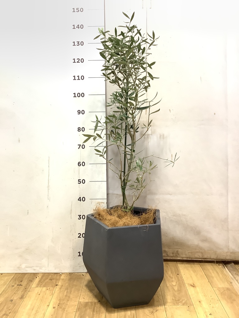 オリーブの木 チプレッシーノ | 観葉植物 | 送料無料でお届け