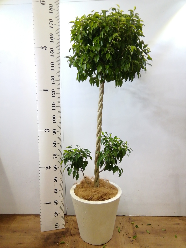 観葉植物 フィカス ベンジャミン 10号 玉造り プラスチック鉢 | 観葉