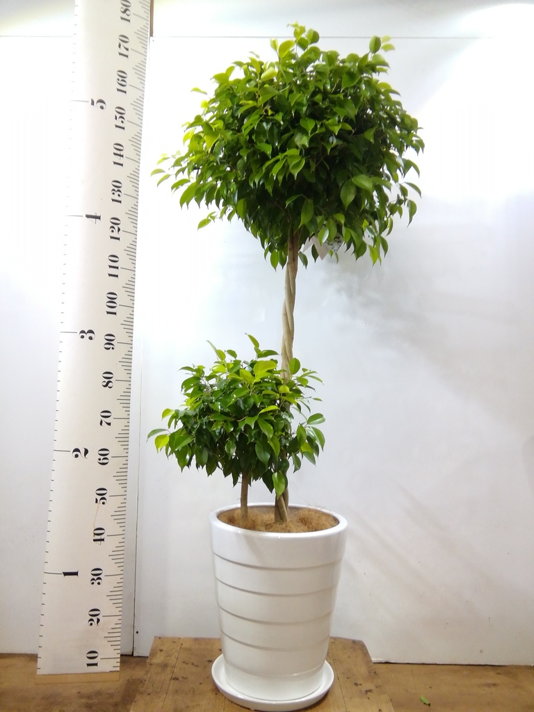観葉植物 フィカス ベンジャミン 10号 玉造り プラスチック鉢 | 観葉