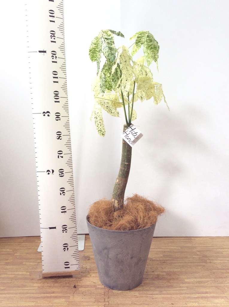 観葉植物 パキラ 8号 朴 斑入り プラスチック鉢 | 観葉植物なら