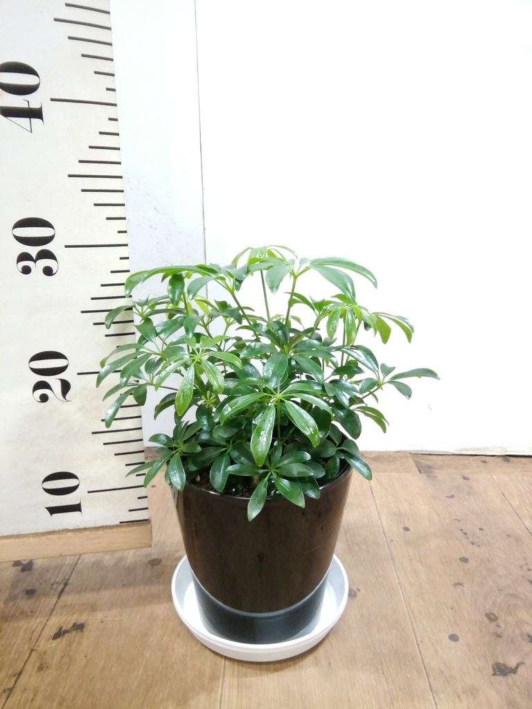 観葉植物 シェフレラ コンパクタ 5号 プラスチック鉢 | 観葉植物