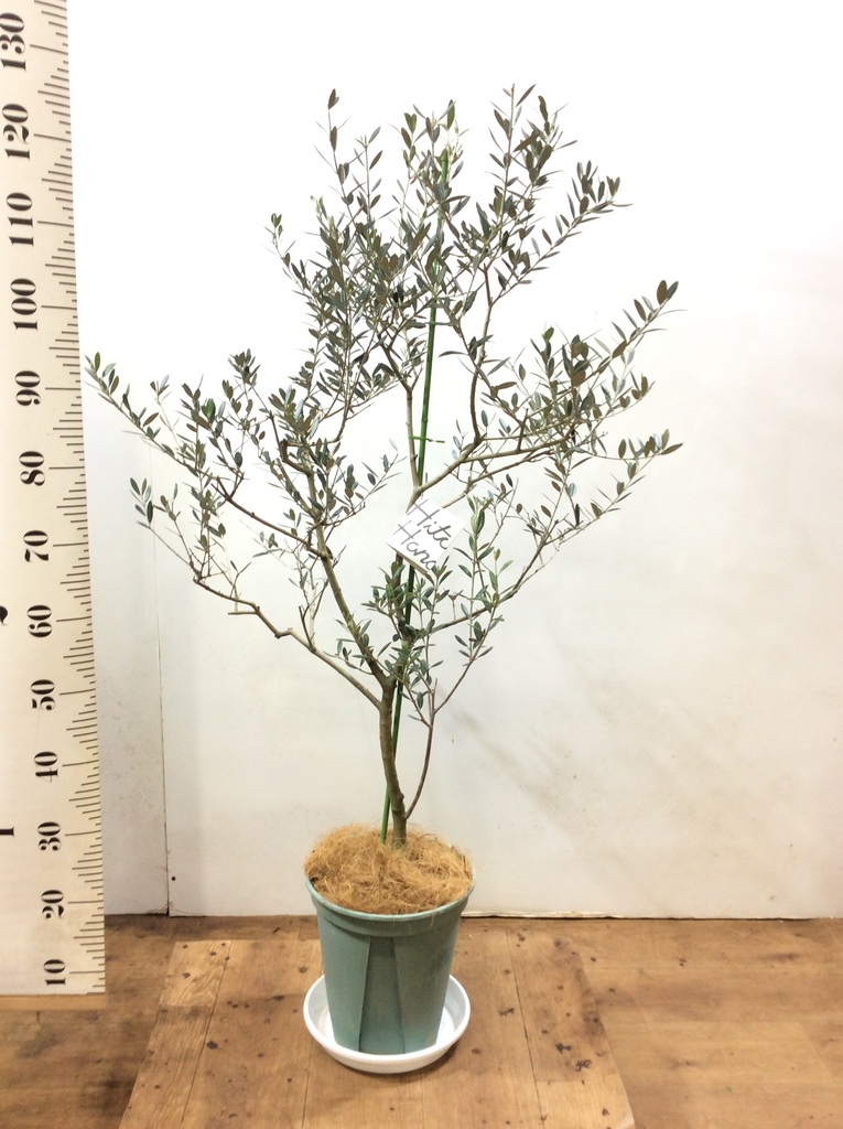 観葉植物 オリーブ 8号 マンザニロ プラスチック鉢 | 観葉植物なら