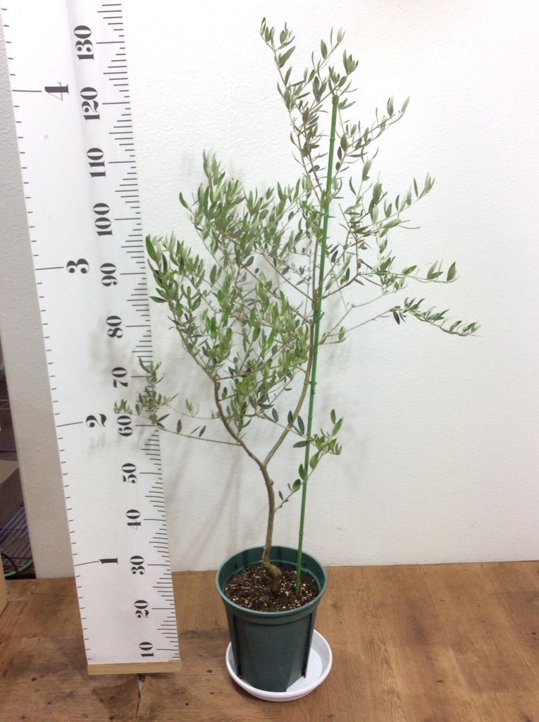 観葉植物 オリーブの木 8号 カヨンヌ プラスチック鉢 / 小倉園 | 観葉